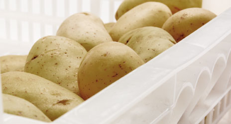 Fachartikel Kartoffeln Keimung