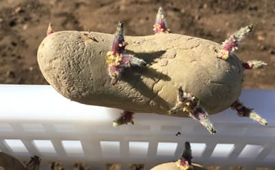 360°-Vorkeimlampe (LED)