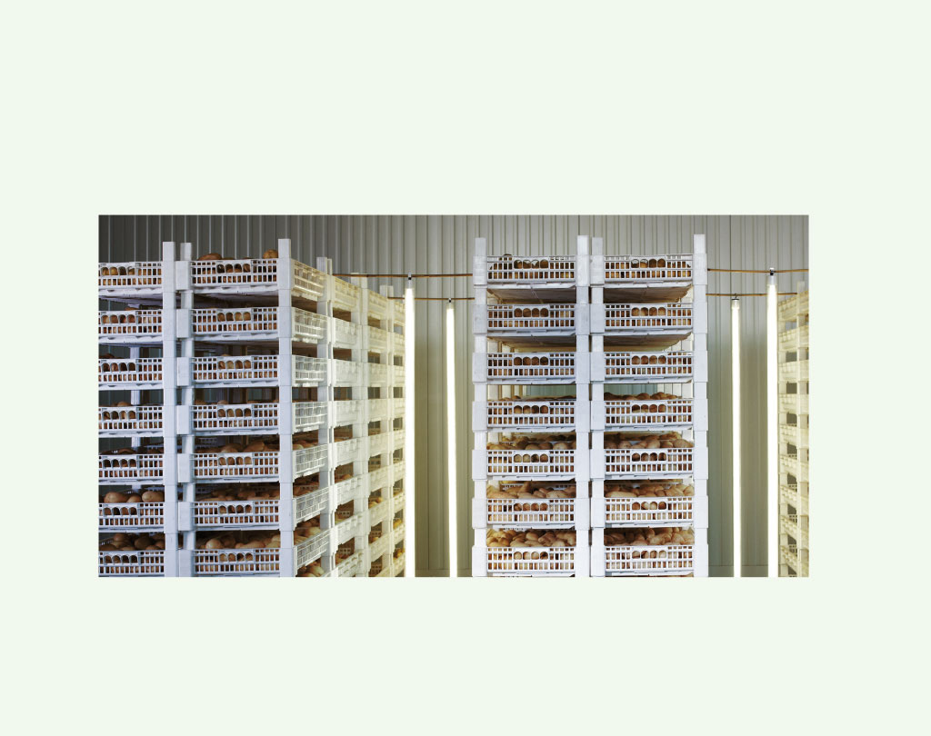 Kartoffeln Lagerung und Temperatur Kartoffeln Lagerung und Temperatur