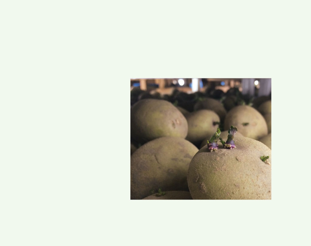 Kartoffeln keimen bei Licht Kartoffeln keimen bei Licht